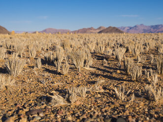 Afrika, Namibia, Hardap, vertrocknete Gräser im Kulala Wilderness Reserve in der Namib-Wüste - AMF004397