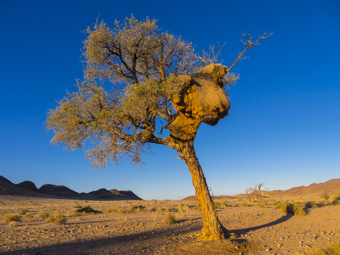 Afrika, Namibia, Hardap, Kameldorn mit großem Webervogelnest im Kulala Wilderness Reserve in der Namib-Wüste, lizenzfreies Stockfoto