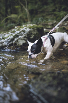 Französische Bulldogge trinkt Wasser am Flussufer - RAEF000654