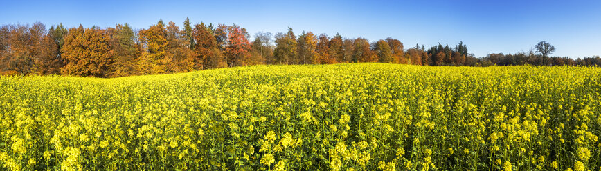 Rapsfeld im Herbst - STSF000966