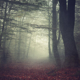 Waldweg im Morgennebel - DWIF000646