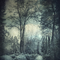 Verschneite Winterlandschaft bei Wuppertal, Struktureffekt - DWI000648