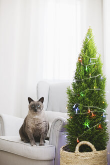 Cat sitting on armchair beside Christmas tree at home - EBSF001028