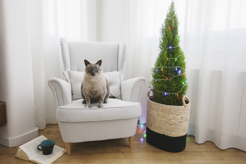 Katze sitzt auf einem Sessel neben dem Weihnachtsbaum zu Hause, lizenzfreies Stockfoto