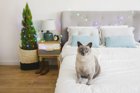 Katze auf dem Bett sitzend zur Weihnachtszeit, lizenzfreies Stockfoto