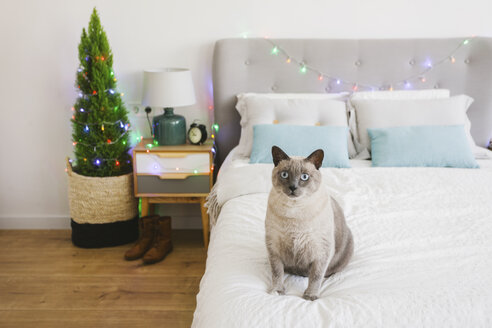 Katze auf dem Bett sitzend zur Weihnachtszeit - EBSF001036