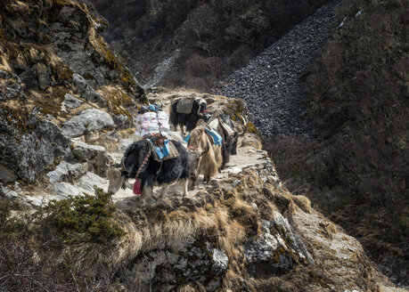 Nepal, Khumbu, Everest-Region, Yaks - ALRF000142