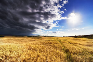 Schottland, East Lothian, Gerstenfeld im Gegenlicht der Sonne - SMAF000392