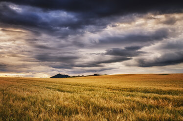 Scotland, East Lothian, Field of barley at sunset - SMAF000393