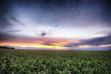 Schottland, East Lothian, Sonnenuntergang über Kartoffelacker - SMAF000395