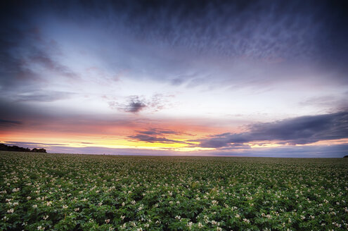 Schottland, East Lothian, Sonnenuntergang über Kartoffelacker - SMAF000395