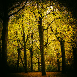 Autumn forest - KRPF001629
