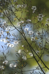 Deutschland, Bayern, Starnberger See, Zweige mit Blüten und Pollen über einer Wasserfläche - ASF005738