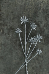 Dwarf carline thistles on metal plate - ASF005740