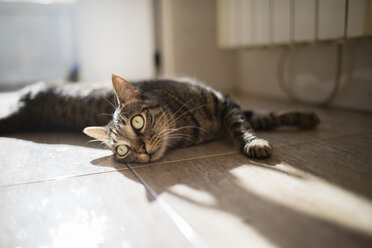 Getigerte Katze auf dem Küchenboden liegend - RAEF000664