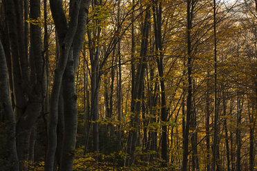 Spanien, Katalonien, Wald im Herbst, Vallfogona de ripolle - SKCF000025