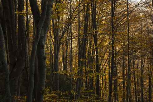 Spanien, Katalonien, Wald im Herbst, Vallfogona de ripolle - SKCF000025