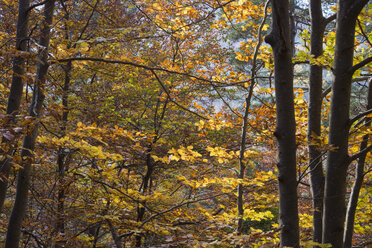 Spanien, Katalonien, Wald im Herbst, Vallfogona de ripolle - SKCF000026