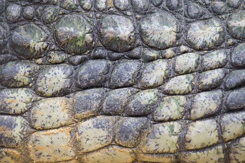 Detail of Nile crocodile skin stock photo