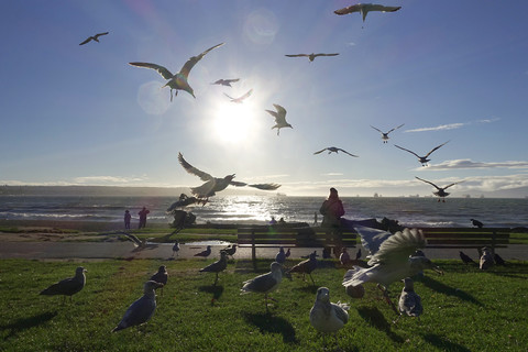 Canada, Vancouver, seagulls at Pacific Coast stock photo