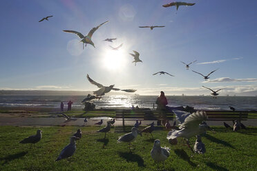 Canada, Vancouver, seagulls at Pacific Coast - TMF000047
