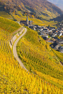 Germany, Rhineland-Palatinate, Eifel, Ahr Valley, Mayschoss, Vineyard in autumn - WGF000765