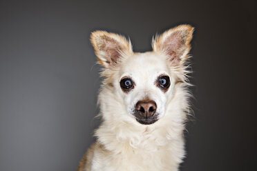 Portrait of a mongrel in front of grey background - JATF000769