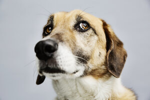 Portrait of a mongrel in front of grey background - JATF000773