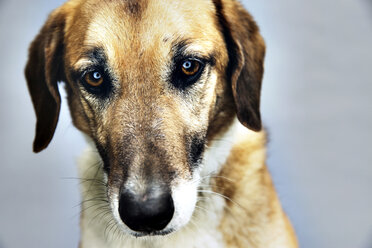 Portrait of a mongrel in front of grey background - JATF000774