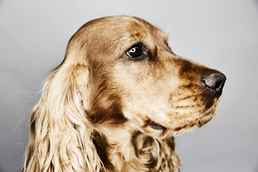 Porträt eines English Cocker Spaniels vor grauem Hintergrund - JATF000776