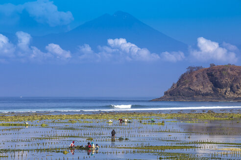 Indonesien, Insel Sumbawa, im Hintergrund der Vulkan Rinjani - KNTF000180