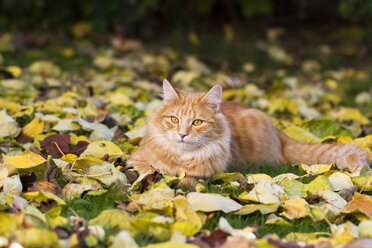 Getigerte Katze auf einer mit Herbstblättern bedeckten Wiese liegend - YFF000477