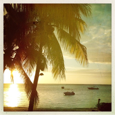 Mauritius, palm beach stock photo