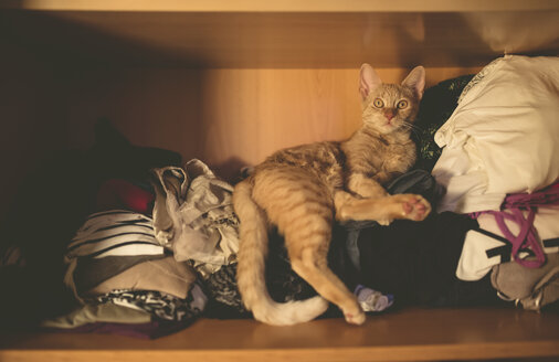 Getigerte Katze, die auf einem Kleidungsstück in einem Schrank zu Hause liegt - RAEF000673