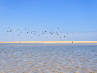 Portugal, Sao Pedro de Moel, Blick auf den Strand mit joggendem Mann und Vogelschwarm im Vordergrund - LAF001568