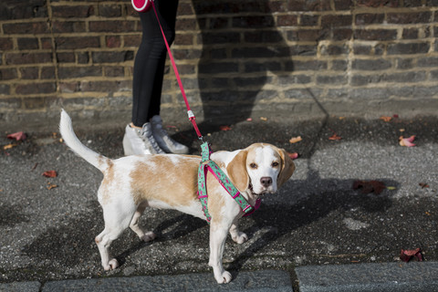 UK, London, Hund beim Gassigehen in der Stadt, lizenzfreies Stockfoto