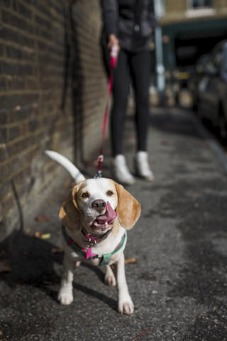 Porträt eines leckenden Hundes auf dem Gehweg, lizenzfreies Stockfoto