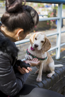 Porträt eines Hundes, der eine Pfote gibt - MAUF000048