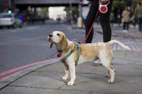 Verwundeter Hund auf dem Bürgersteig stehend - MAUF000049