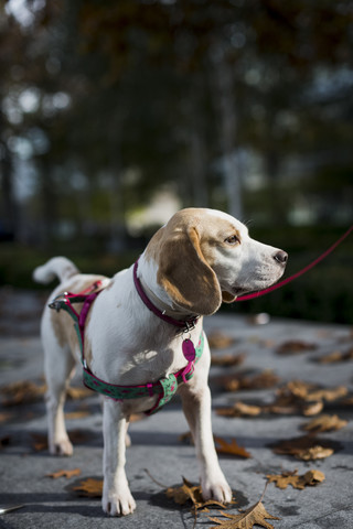 Hund an der Leine, lizenzfreies Stockfoto