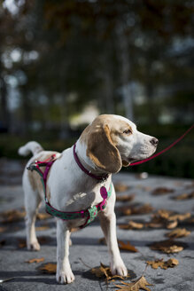 Hund an der Leine - MAUF000056