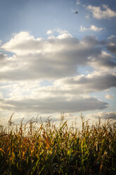 Germany, aeroplane flying over a cornfield - EVGF002522