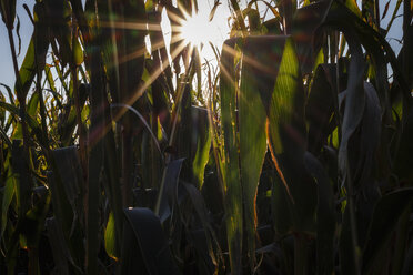 Maispflanzen auf einem Feld bei Gegenlicht - EVGF002523