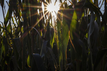 Maize plants on a field at backlight - EVGF002523