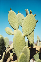 Namibia, Namib-Wüste, Kakteen und blauer Himmel in Solitaire - GEMF000496