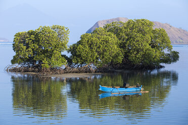 Indonesien, Sumbawa, Kertasari, Mangrovenbäume - KNTF000184