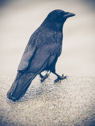 Black raven - KRP001649