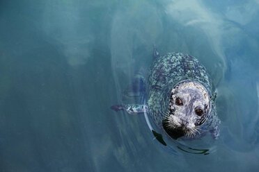 Kanada, Vancouver Island, Longbeach, Seehund im Wasser - TMF000058