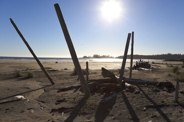 Canada, Vancouver Island, Longbeach, Driftwood on the beach - TMF000071