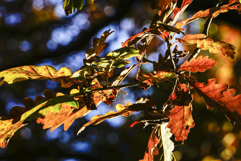 Eichenblätter im Herbst, lizenzfreies Stockfoto